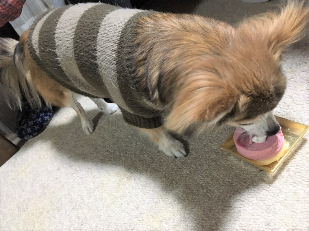 12歳になりました