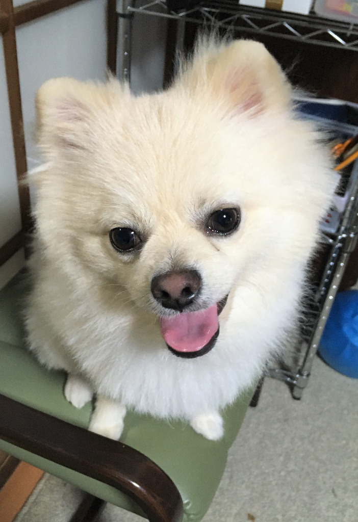 初トリミングしてもらいました