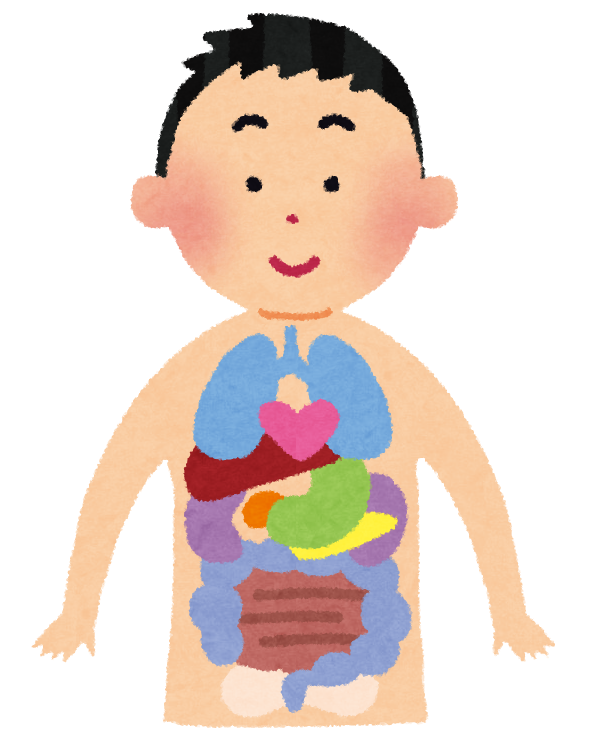 年末年始？と内臓の下垂